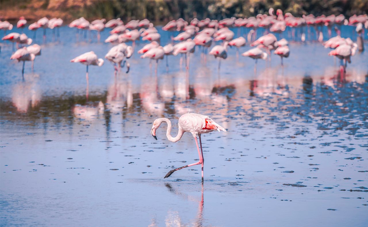 lagunas rosas torrevieja - taxitimetorrevieja